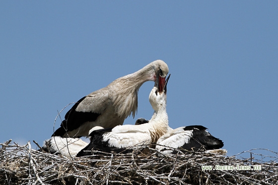 Weißstorch - Copyright Stefan Pfützke