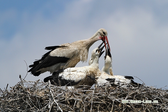 Weißstorch - Copyright Stefan Pfützke