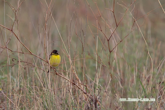 Weidenammer - Copyright Mathias Putze