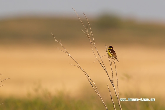 Weidenammer - Copyright Mathias Putze