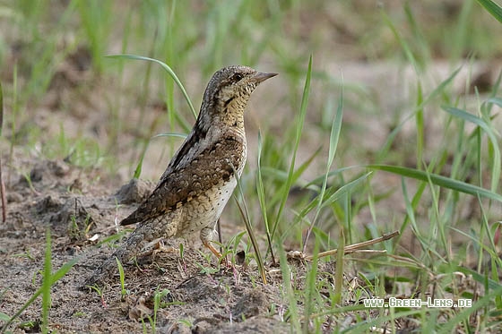 Wendehals - Copyright Stefan Pfützke