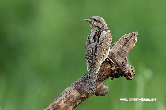 Wendehals - Copyright Stefan Pfützke