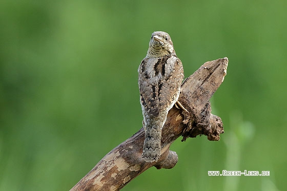 Wendehals - Copyright Stefan Pfützke