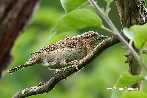 Wendehals - Copyright Stefan Pfützke