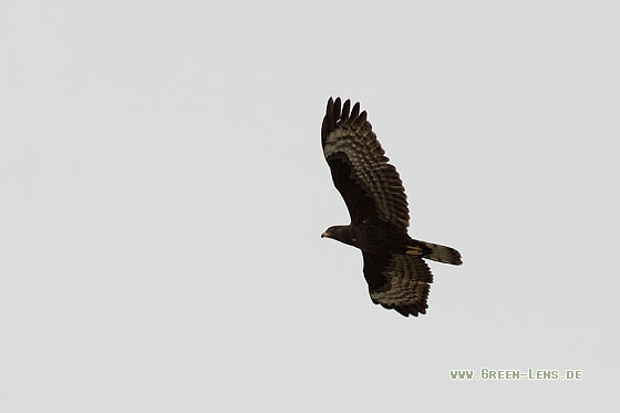 Wespenbussard - Copyright Stefan Pfützke