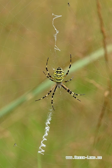 Wespenspinne - Copyright Stefan Pfützke