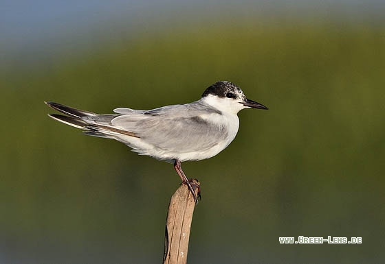 Weißbart-Seeschwalbe - Copyright Stefan Pfützke