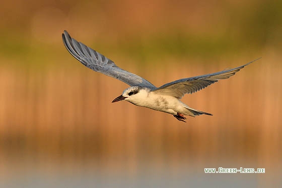 Weißbart-Seeschwalbe - Copyright Stefan Pfützke