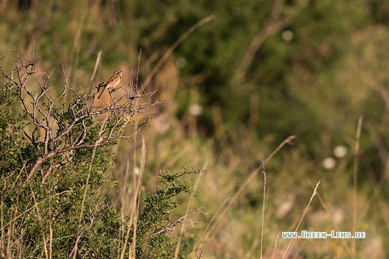 Wiesenammer - Copyright Mathias Putze