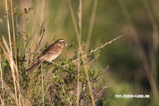 Wiesenammer - Copyright Mathias Putze