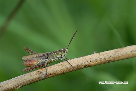 Wiesengrashüpfer - Copyright Christian Gelpke