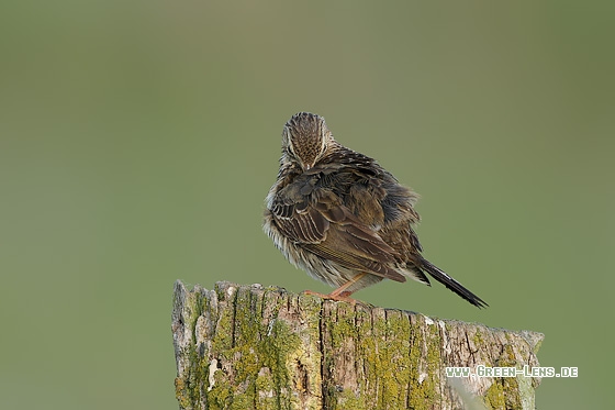 Wiesenpieper - Copyright Stefan Pfützke