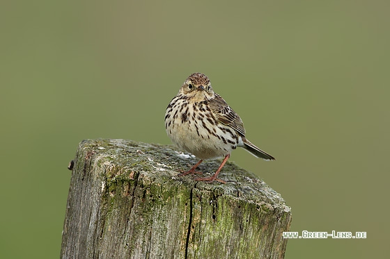 Wiesenpieper - Copyright Stefan Pfützke