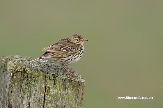 Wiesenpieper - Copyright Stefan Pfützke