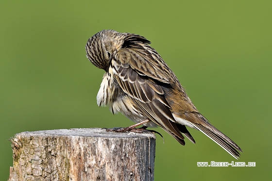 Wiesenpieper - Copyright Stefan Pfützke