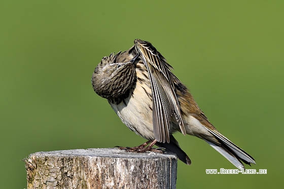 Wiesenpieper - Copyright Stefan Pfützke