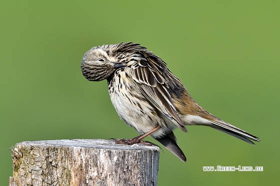 Wiesenpieper - Copyright Stefan Pfützke