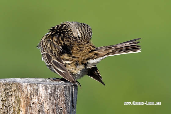 Wiesenpieper - Copyright Stefan Pfützke