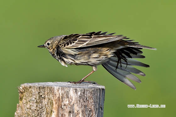 Wiesenpieper - Copyright Stefan Pfützke