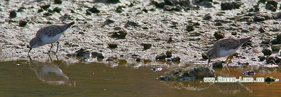 Wiesenstrandläufer - Copyright Stefan Pfützke