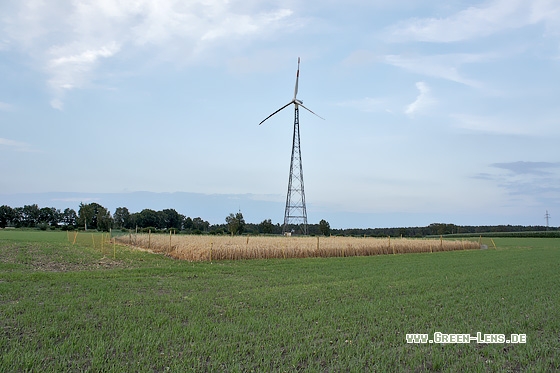 Wiesenweihe - Copyright Stefan Pfützke