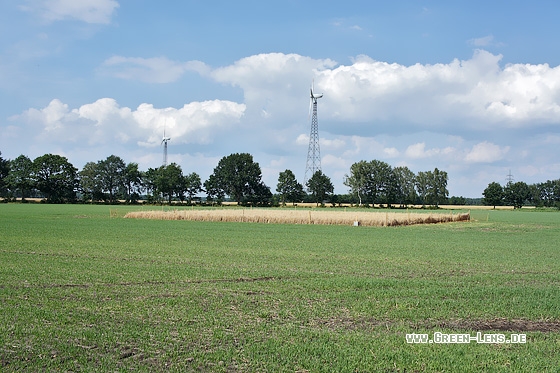 Wiesenweihe - Copyright Stefan Pfützke