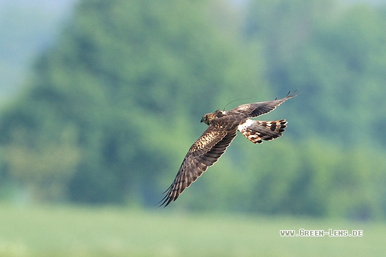 Wiesenweihe - Copyright Stefan Pfützke