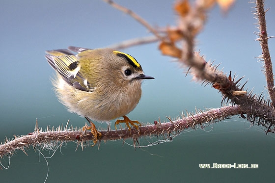 Wintergoldhähnchen - Copyright Stefan Pfützke