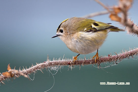 Wintergoldhähnchen - Copyright Stefan Pfützke