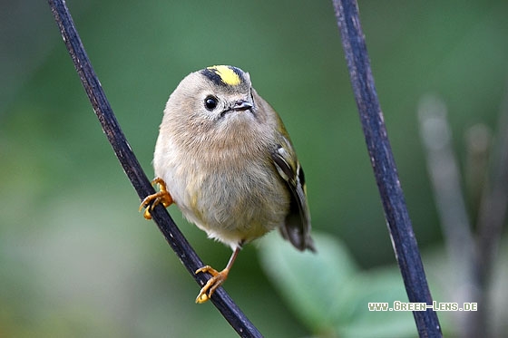 Wintergoldhähnchen - Copyright Stefan Pfützke