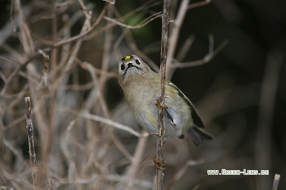 Wintergoldhähnchen - Copyright Stefan Pfützke