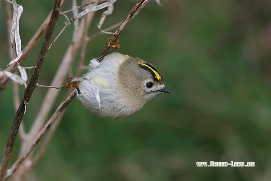 Wintergoldhähnchen - Copyright Stefan Pfützke