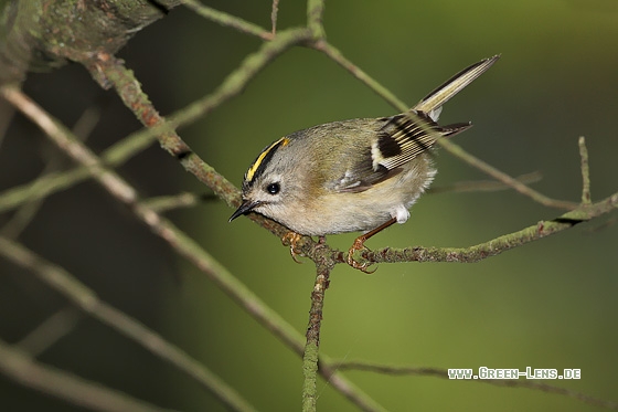 Wintergoldhähnchen - Copyright Stefan Pfützke