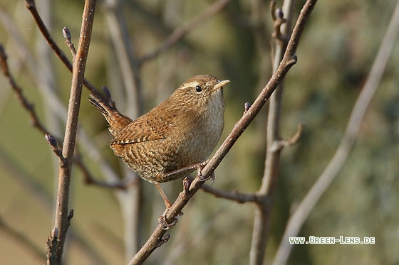 Zaunkönig - Copyright Stefan Pfützke