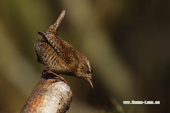 Zaunkönig - Copyright Stefan Pfützke