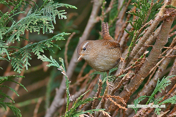 Zaunkönig - Copyright Stefan Pfützke