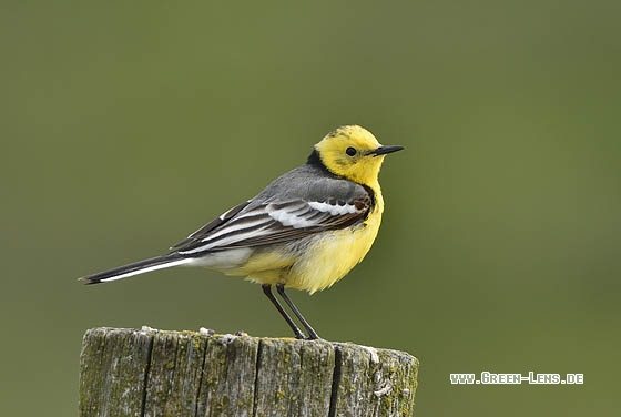 Zitronenstelze - Copyright Stefan Pfützke