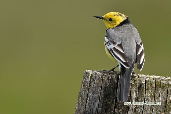 Zitronenstelze - Copyright Stefan Pfützke