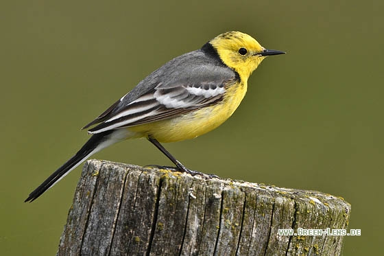 Zitronenstelze - Copyright Stefan Pfützke