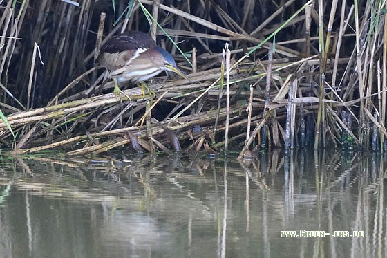 Zwergdommel - Copyright Stefan Pfützke