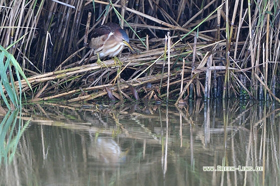 Zwergdommel - Copyright Stefan Pfützke