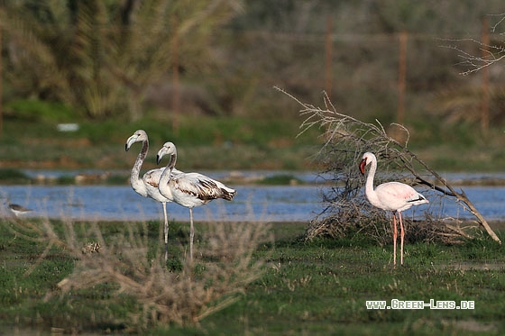 Zwergflamingo - Copyright Stefan Pfützke