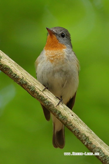 Zwergschnäpper - Copyright Stefan Pfützke