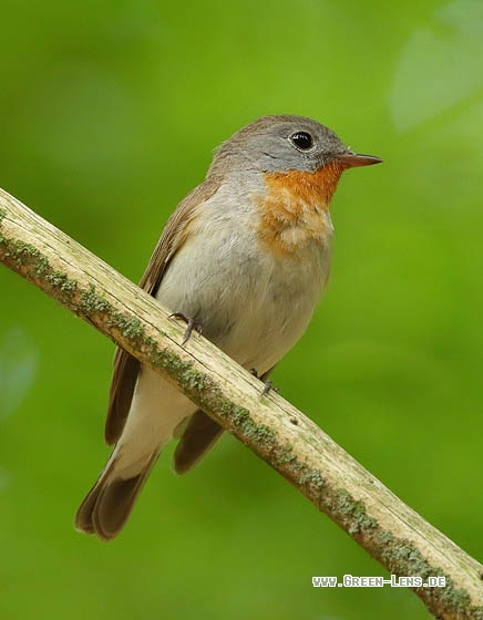 Zwergschnäpper - Copyright Stefan Pfützke