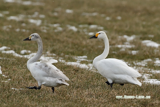 Zwergschwan - Copyright Stefan Pfützke