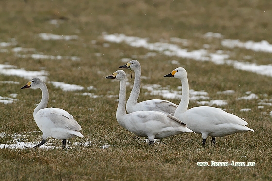 Zwergschwan - Copyright Stefan Pfützke