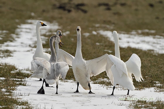 Zwergschwan - Copyright Stefan Pfützke