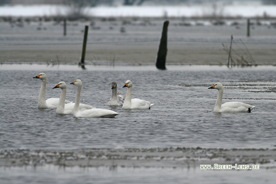 Zwergschwan - Copyright Stefan Pfützke