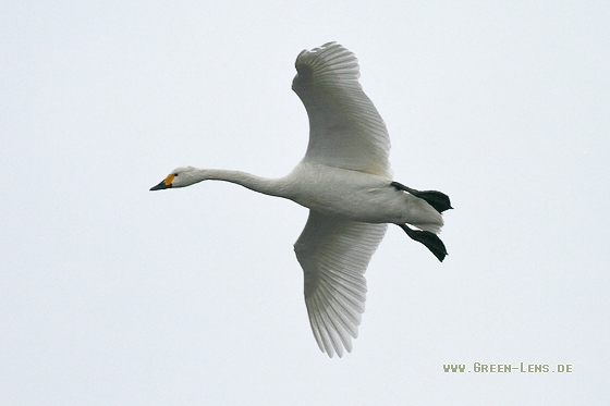 Zwergschwan - Copyright Stefan Pfützke