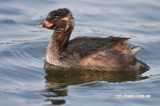 Zwergtaucher - Copyright Stefan Pfützke